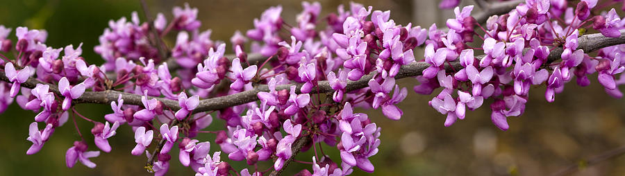 Nature Photograph - Close-up Of Redbud Tree Blossoms by Panoramic Images