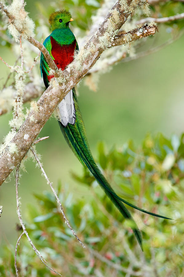 Close-up Of Resplendent Quetzal Photograph by Panoramic Images