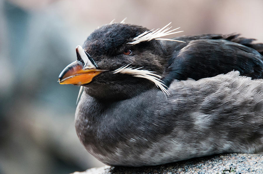 Nature Photograph - Close-up Of Rhinoceros Auklet by Turner Forte