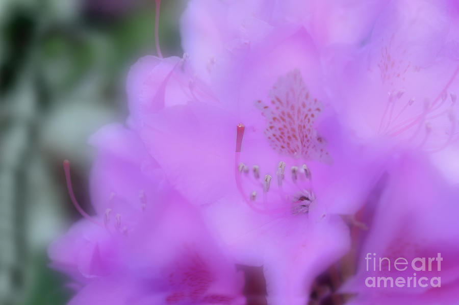 Close up of Rhododendron flower Photograph by Dan Friend