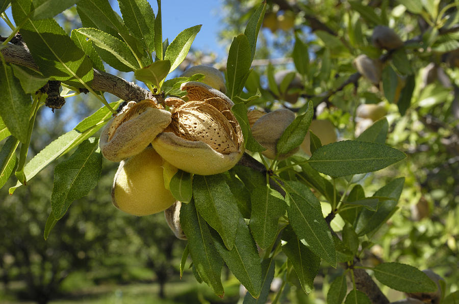 Close-up of Ripening Organic Almonds on Tree Photograph by GomezDavid