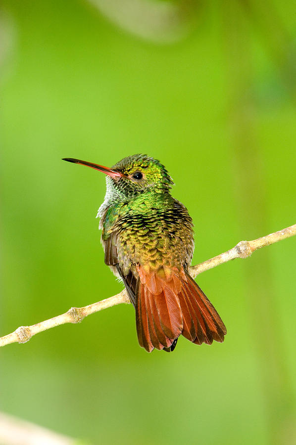 Close-up Of Rufous-tailed Hummingbird Photograph by Panoramic Images