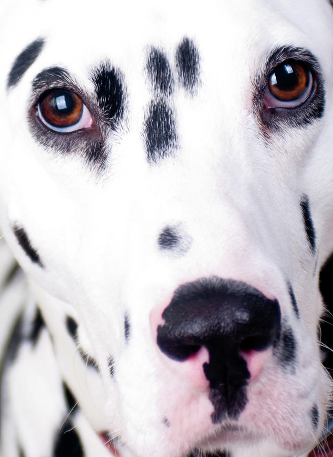 Close Up Of Sad Looking Dalmatian Photograph by Alphotographic
