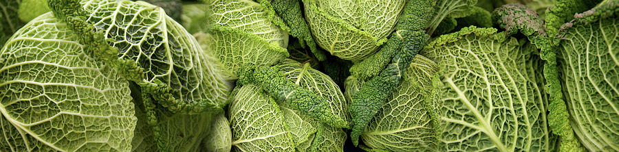 Close-up Of Savoy Cabbages Growing Photograph by Panoramic Images