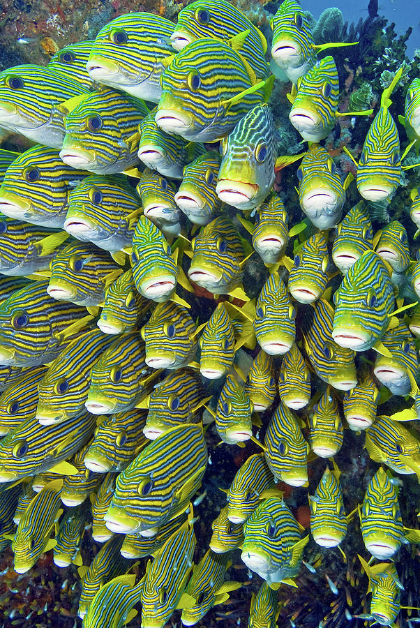Fish Photograph - Close-up Of Schooling Sweetlip Fish by Jaynes Gallery