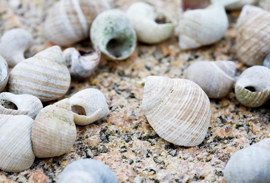Close-up Of Seashells, West Coast Photograph by Kentaroo Tryman