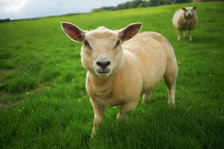 Close Up Of Sheep In Rural Field Photograph by Peter Muller