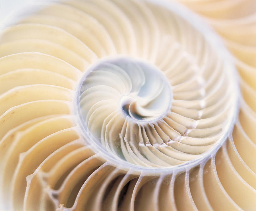 Close Up Of Shell Photograph by Panoramic Images