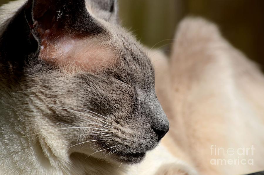 Close-up of sleeping Siamese cat Photograph by Imran Ahmed