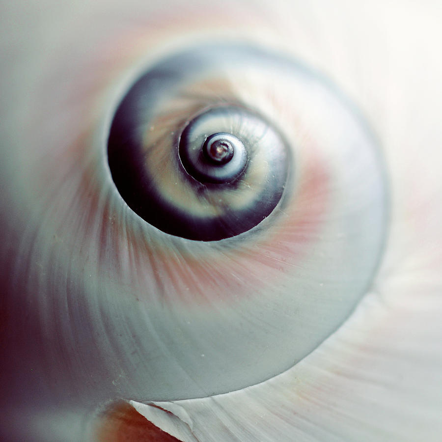 Close Up Of Spiral Shell Photograph by Lisa Sieczka