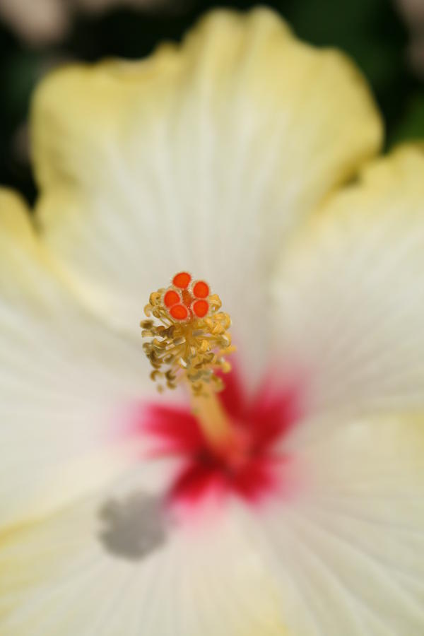 Close Up of Stamen And Pollen Yellow Hibiscus  Photograph by Taiche Acrylic Art