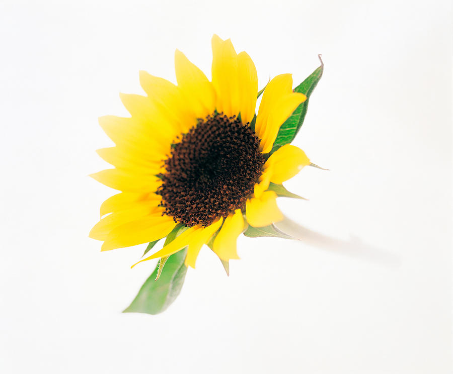 Sunflower Photograph - Close Up Of Sunflower by Panoramic Images