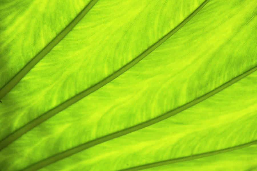 Abstract Photograph - Close-up Of Surface Of A Green Leaf by Daisuke Morita