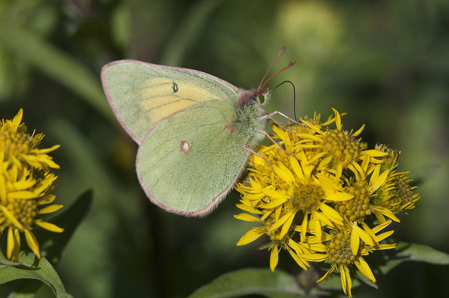 Close Up Of The Butterfly Hecla Sulphur Photograph by Kenneth Whitten