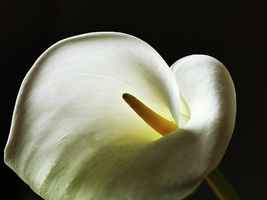 Close-up Of The Flower Head Of A Calla Photograph by Larry Washburn