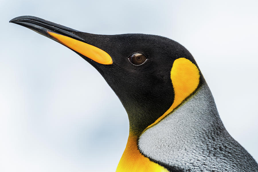 Close Up Of The Head Of A King Penguin Photograph by Nick Dale