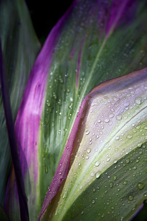 Nature Photograph - Close Up Of The Purple And Green Leaves by Scott Mead