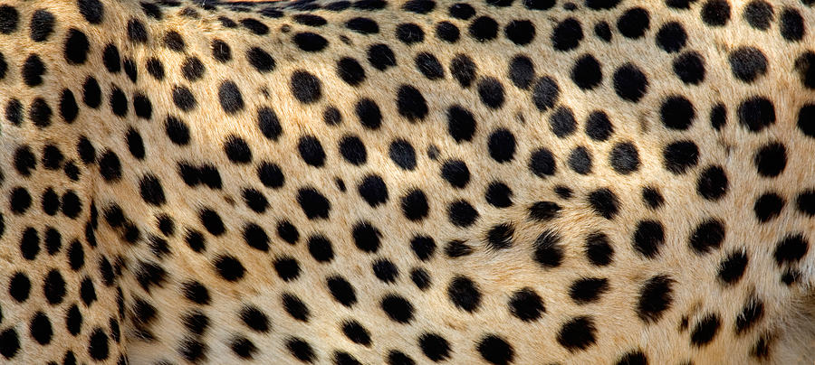 Close-up Of The Spots On A Cheetah Photograph by Panoramic Images