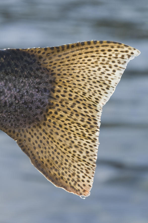 Close Up Of The Tail Of A Rainbow Trout Photograph by Greg Martin