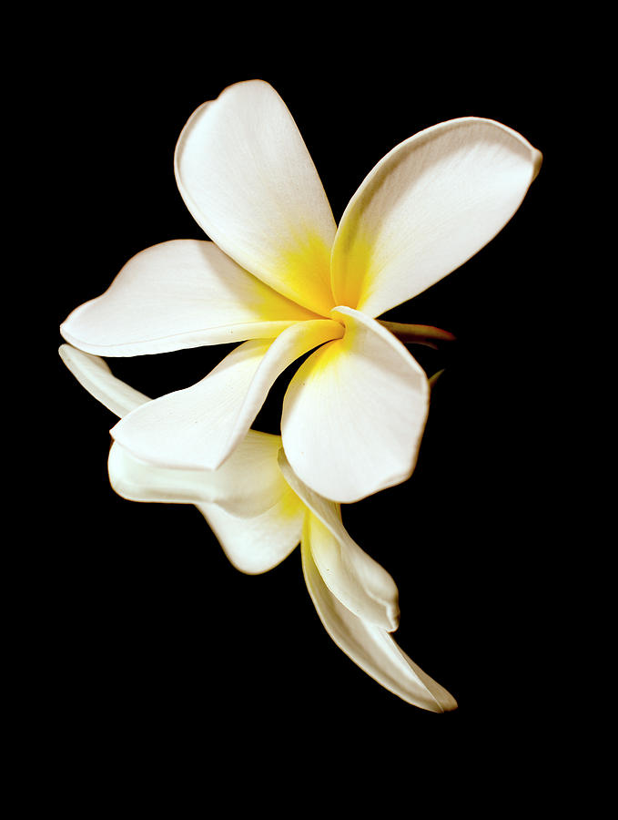 Close Up Of The White Petals Photograph by Scott Mead