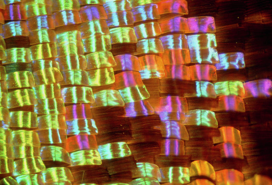 Close-up Of The Wing Of The Butterfly Photograph by Claude Nuridsany & Marie Perennou/science Photo Library