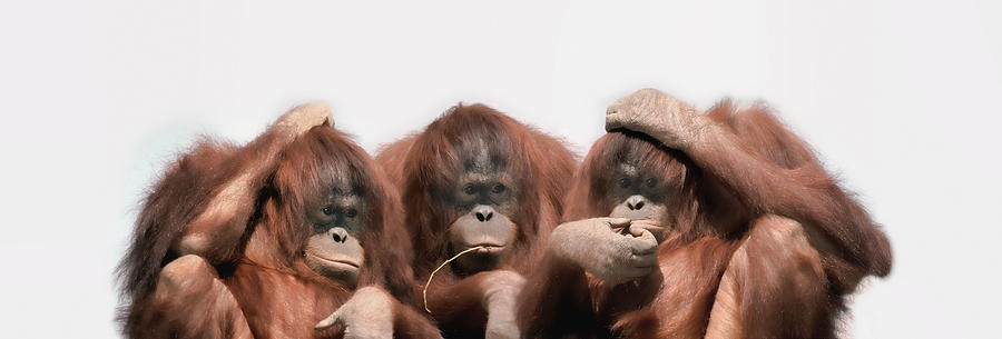 Wildlife Photograph - Close-up Of Three Orangutans by Panoramic Images