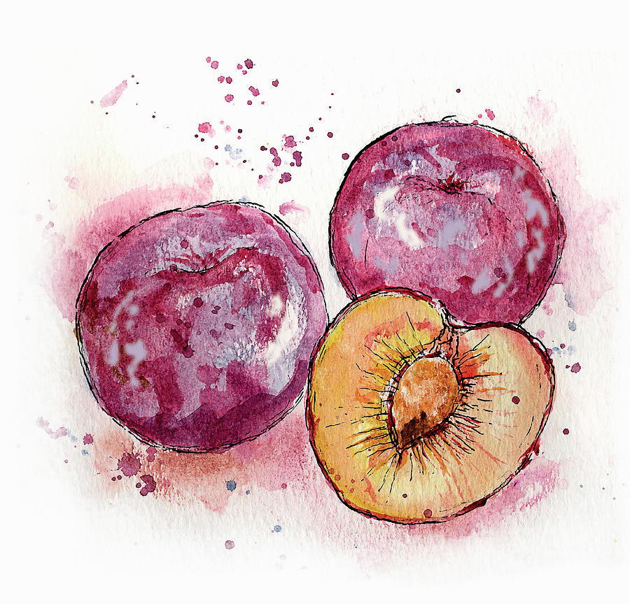 Close Up Of Three Plums Painting by Ikon Ikon Images