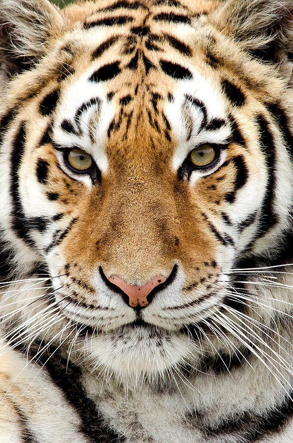 Close up of Tiger Photograph by Davemhuntphotography