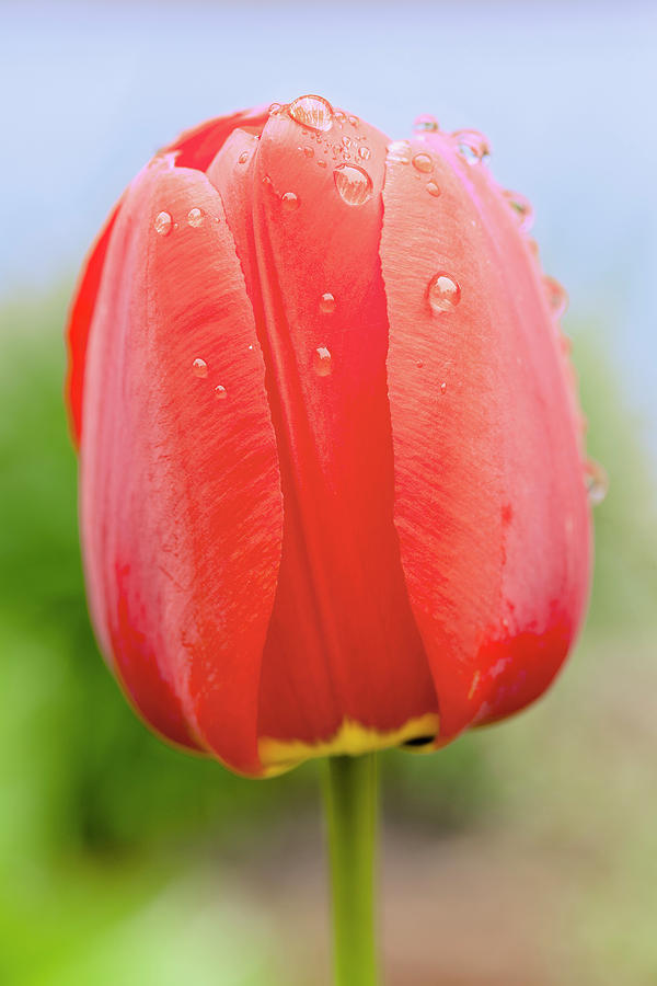Nature Photograph - Close Up Of Tulip  Quebec, Canada by Yves Marcoux