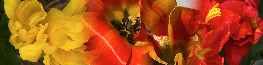 Nature Photograph - Close-up Of Tulips by Panoramic Images