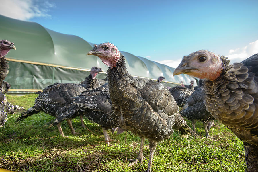 Close Up Of Turkeys Outside Farm Photograph by Monty Rakusen