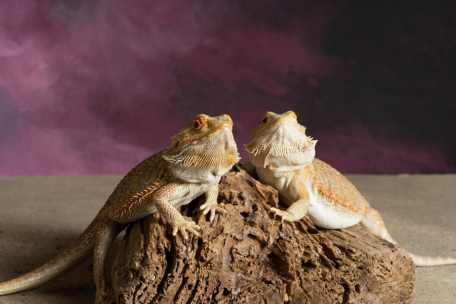 Close-up Of Two Bearded Dragon On Rock Photograph by Panoramic Images