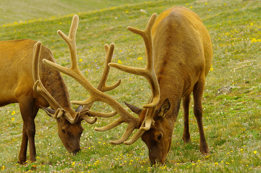 CLOSE UP OF TWO BULl ELK FEEDING TOGETHER Photograph by Jeff Swan