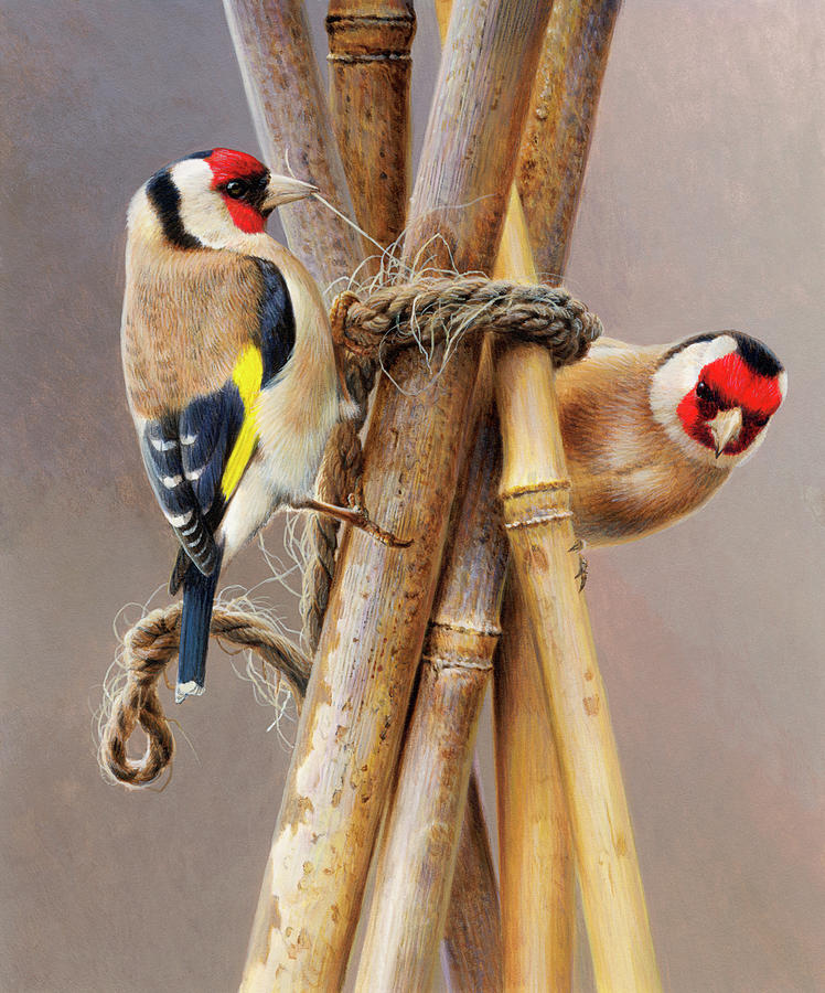 Nature Photograph - Close Up Of Two Goldfinches Pecking by Ikon Ikon Images