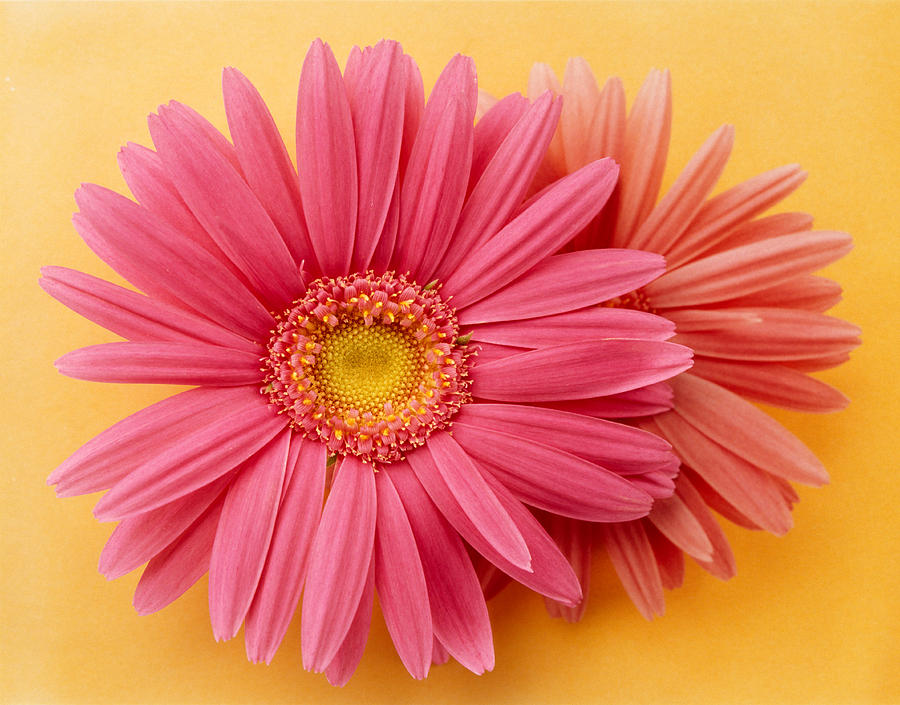 Flower Photograph - Close Up Of Two Pink Zinnias On Yellow by Panoramic Images