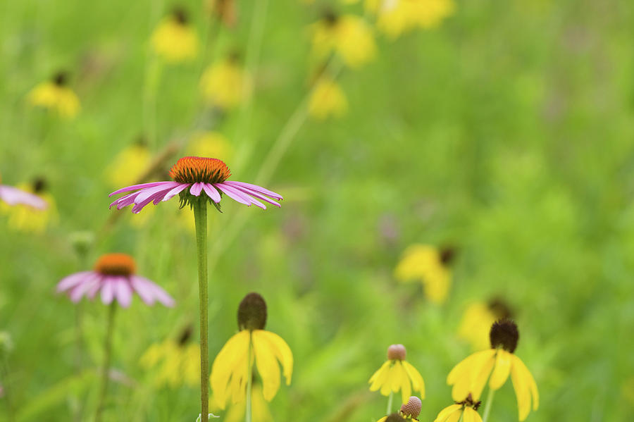 Nature Photograph - Close-up Of Various Coneflowers by Panoramic Images