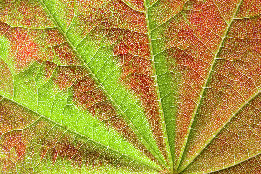 Closeup Of Vein Pattern On Maple Leaf Photograph by Jaynes Gallery