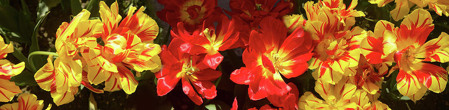 Nature Photograph - Close-up Of Vibrant Color Tulip Flowers by Panoramic Images