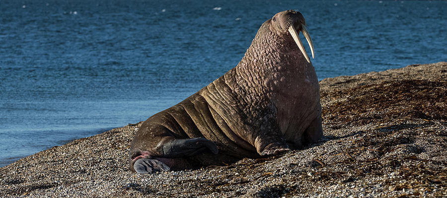 Close-up Of Walrus Odobenus Rosmarus Photograph by Animal Images - Fine ...