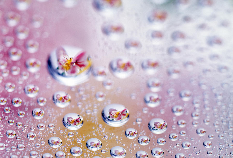 Flower Photograph - Close Up Of Water Droplets With Flower by Panoramic Images