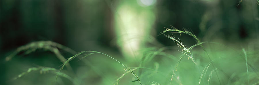 Abstract Photograph - Close-up Of Weeds by Panoramic Images