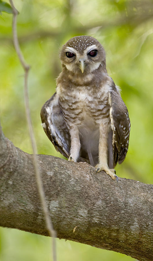 Nature Photograph - Close-up Of White-browed Hawk Owl Ninox by Panoramic Images