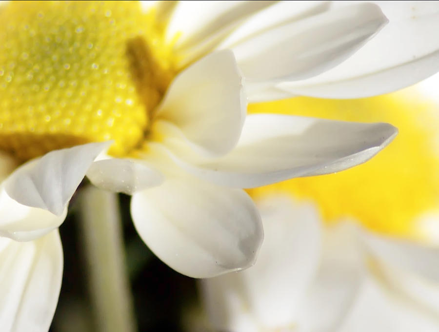 Close up of white daisy Photograph by Alex Grichenko