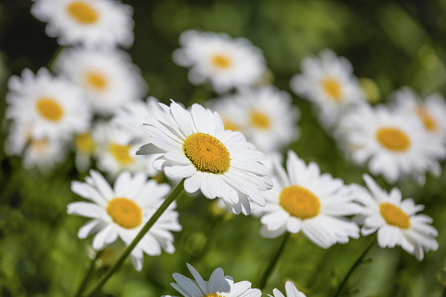 Close-up Of White Daisy Flowers Photograph by Panoramic Images