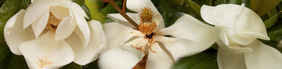 Close-up Of White Magnolia Flowers Photograph by Panoramic Images