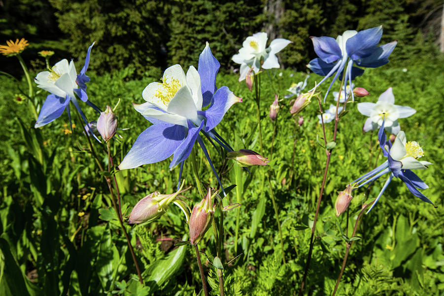Close-up Of Wildflowers, Crested Butte Photograph by Panoramic Images