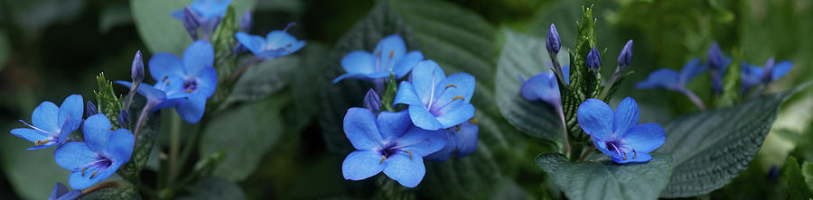 Close-up Of Winter Blue Flowers Photograph by Panoramic Images