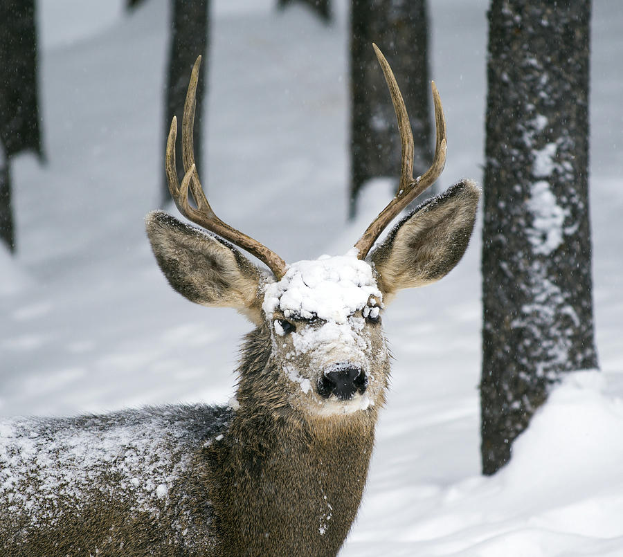 Close up of Winter Buck Photograph by Matt Swinden