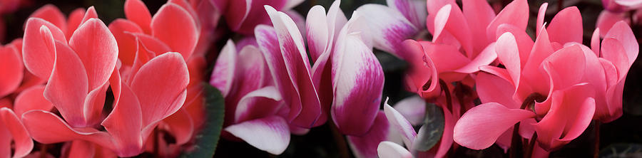 Close-up Of Winter Cyclamen Flowers Photograph by Panoramic Images