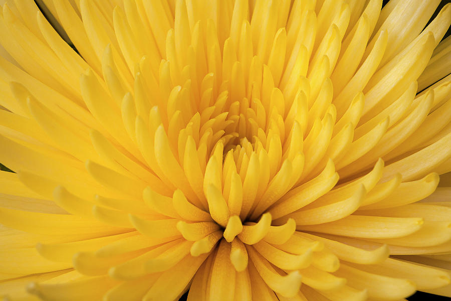 Close-up Of Yellow Chrysanthemum Photograph by Roel Meijer